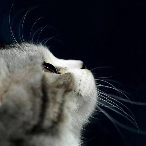 娱乐吃瓜猫捉鸟